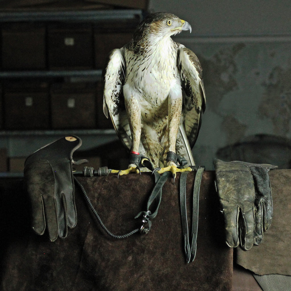 Bonelli's Eagle in the workshop... – A Clarke Falconry England